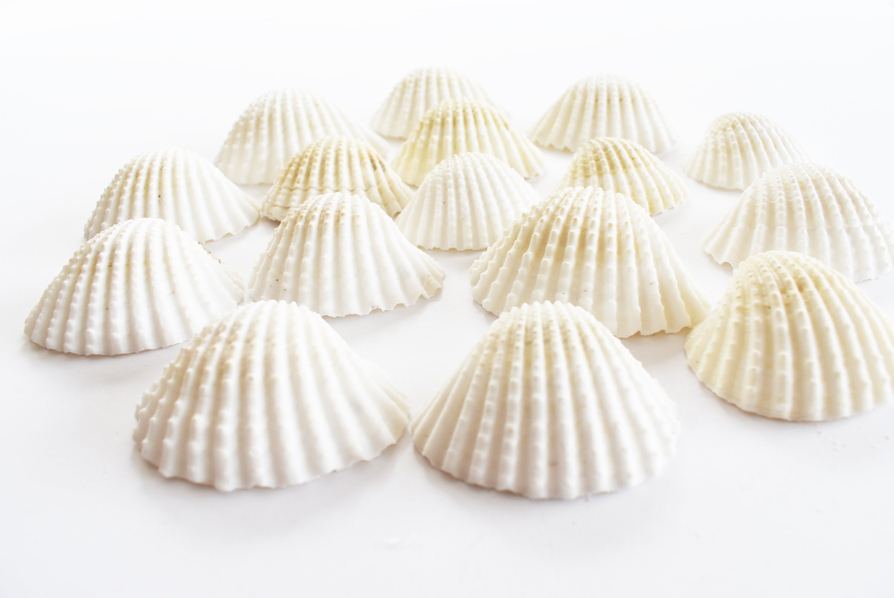 Many Ribbed Ark Shell 24 Beautiful Large White Ark Shells (1 3/4