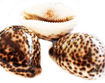 Set of 3 Tiger Cowrie Shells Seashell (2 1/2"+) Cypraea Tigris Beach Crafts Nautical Coastal Decor