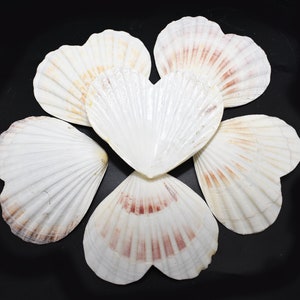 Set of 6 Heart Shaped Natural Scallop Shells (4") Beach Crafts Coastal Decorating Painting Decoupage