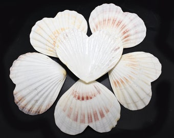 Set of 12 Heart Shaped Natural Scallop Shells (4") Beach Crafts Coastal Decorating Painting Decoupage