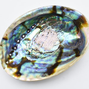 May include: An iridescent abalone shell with a pearlescent interior. The shell displays a range of colors, including blues, greens, and purples, with dark brown and gold accents. The oval shape is smooth and polished.