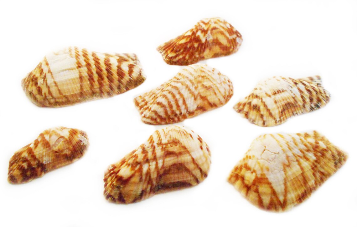 12 Large Turkey Wing Shells 22.5 Beach Crafts - Etsy