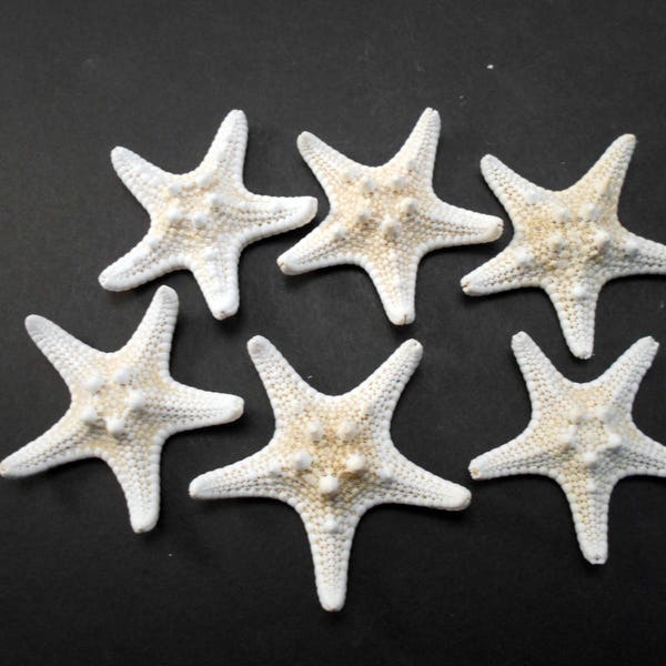 6 White Knobby Starfish 3-4" Beach Wedding Decor Nautical Crafts Hobby REAL