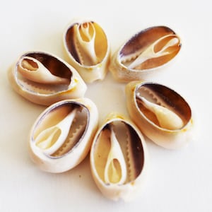 12 Center Cut RIngtop Cowrie Shells Craft 1/2&quot;-1&quot; Beach Crafts Jewelry Decor Art