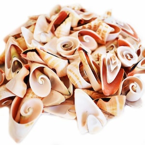 May include: A pile of assorted seashells in shades of cream, tan, and orange. The shells vary in size and shape, with some displaying intricate spiral patterns. The image is well-lit, highlighting the natural textures and colors of the shells.