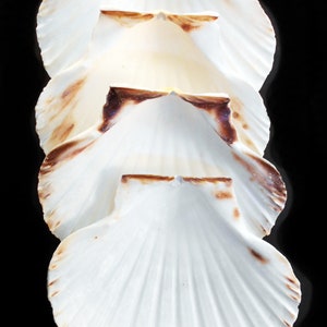4 Extra Large Real Irish Baking Scallop Shells (4 1/2"- 4 7/8") Restaurant Quality Beach Dining Decoupage
