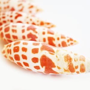 May include: A row of five seashells with a white and orange spotted pattern. The shells are arranged in a curved line on a white background.