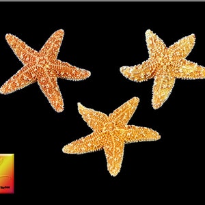 Set of 12 Small Sugar Starfish (1&quot; - 2&quot;) Beach Wedding Decor Nautical Crafts Sea Star Coastal Cottage Star fish Natural Dried