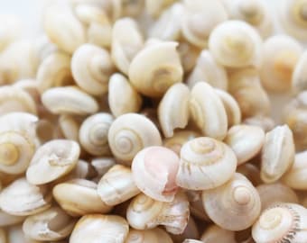 1/2 Lb (about 500 shells) Pearl Umbonium Mini Shells (1/2") Beach Crafts Filling