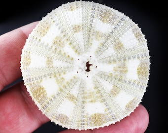 1 Beautiful Pale Alfonso Gator Sea Urchin 2 - 3" Coastal Beach Crafts Nautical Decor