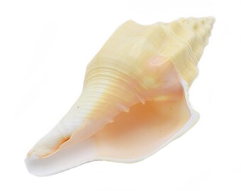 One Large Natural (cream/yellow colored) Chank Shell 5-6" (Divine Conch) Beach Wedding Decor Coastal Cottage Nautical Crafts Air Plants