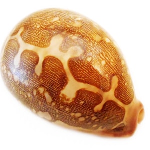 6 Pack: Map Cowrie Shell (cypraea Mappa) 2 1/2