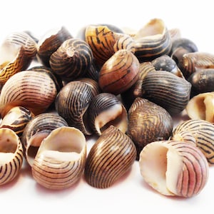 100 Striped Nerita Columbella Shells (3/8-7/8&quot;) Beach Crafts Coastal Cottage Vase Filling
