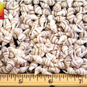 May include: A close-up of a collection of small, white seashells with brown stripes. The shells are arranged in a random pattern and are approximately 1/2 inch in length. A ruler is visible at the bottom of the image, showing the size of the shells.