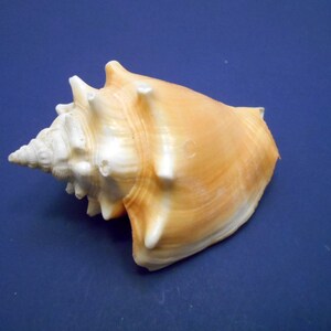 May include: A large, light orange seashell with a pointed, spiraled tip and a wide, flared opening. The shell has a smooth, glossy surface and a few small bumps.
