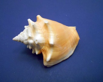 Unique Conch Roller Shells (2 1/2" - 3 1/2") Coastal Crafts and Nautical Decoration