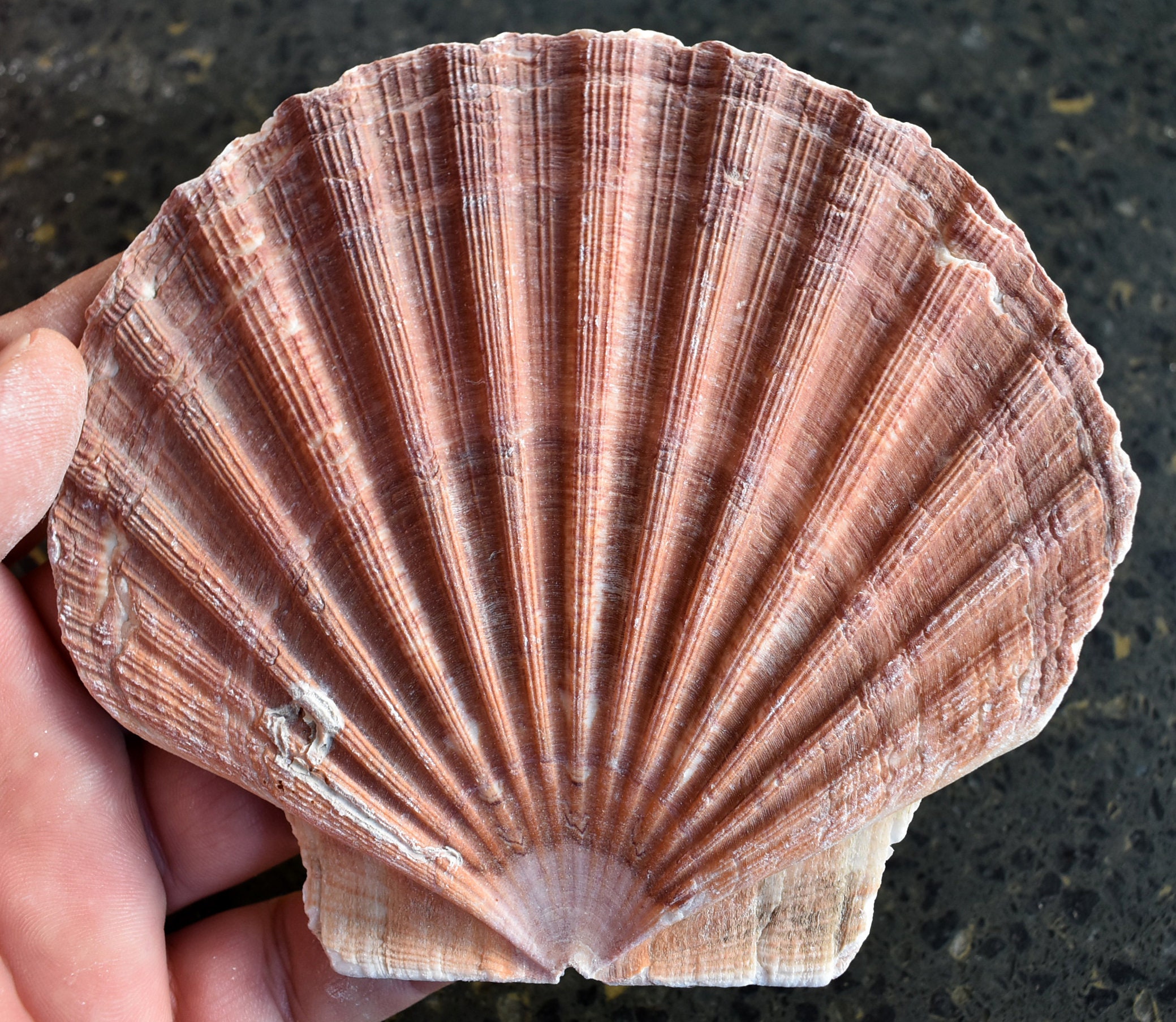 One 1 Irish Flat Scallop Shell Seashell 34 Crafts Beach Cottage