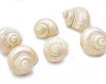 Set of 6 Small Silver Turbo Shells (Size 3/4"-1.25"/ Open. 1/2"-3/4") Hermit Crab, Beach Crafts, Coastal Decorating