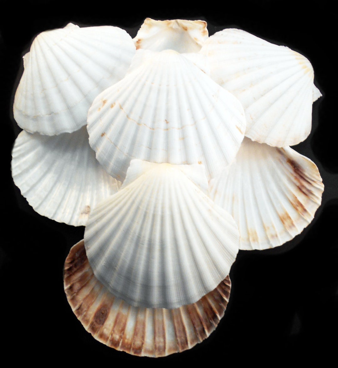 10 Real Irish Baking Scallop Shells 3.54 Restaurant Etsy