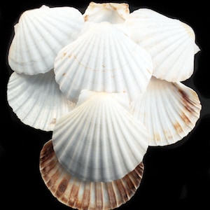 May include: A group of six white scallop shells with brown edges. The shells are arranged in a cluster, with the largest shell at the bottom.