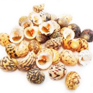 50 small Bleeding Tooth Shells Seashells (1/2&quot; - 1&quot;) Nerita Peloronta - for Shell Crafts and Beach / Coastal Decor