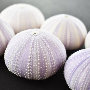 May include: Six purple and white sea urchins, also known as sea eggs, are arranged on a dark gray surface. The sea urchins have a spiky texture and are a natural sea life specimen.