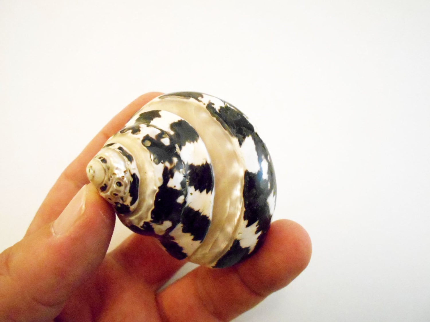 Large Polished Banded Pica Turbo Shell Seashell Sea Shells (about 3") Beach Nautical Hermit Crab - 1 1/4" opening size