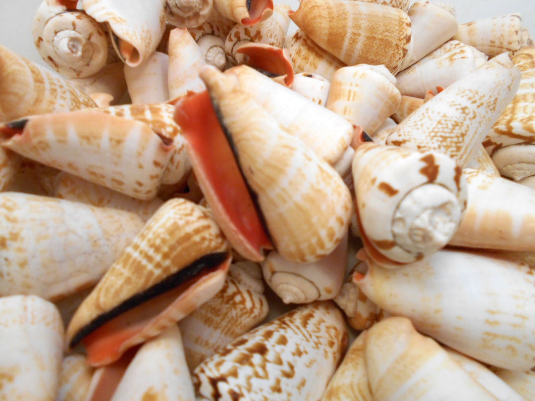 Strombo Shell 12 Strawberry Strombus Shells Seashells 2