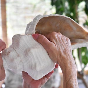 May include: A large, natural conch shell with a textured, off-white exterior and a smooth, light tan interior. The shell features a spiral shape with a wide, open aperture, showcasing the organic ridges and variations in its calcified surface structure.