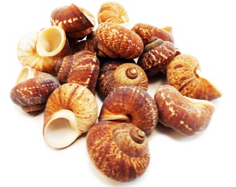 Set of 6 Natural Fernandezi Land Snail Shells (about 1 1/2" w. 1/2" opening) Small Hermit Crabs, Coastal Arts and Crafts Beach Decor.
