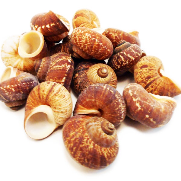 Set of 6 Natural Fernandezi Land Snail Shells (about 1 1/2" w. 1/2" opening) Small Hermit Crabs, Coastal Arts and Crafts Beach Decor.