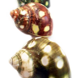 May include: Three seashells with a spotted pattern. The top shell is green and white, the middle shell is brown and white, and the bottom shell is green and white.