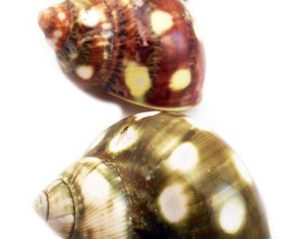3-Pack: Rare Spotted Turbo Shells (1.5-2") Small Hermit Crab Aquarium Coastal Crafts
