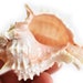 see more listings in the Medium Sized Seashells section