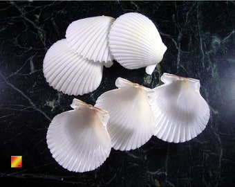 May include: A collection of six white scallop shells on a black marble surface.