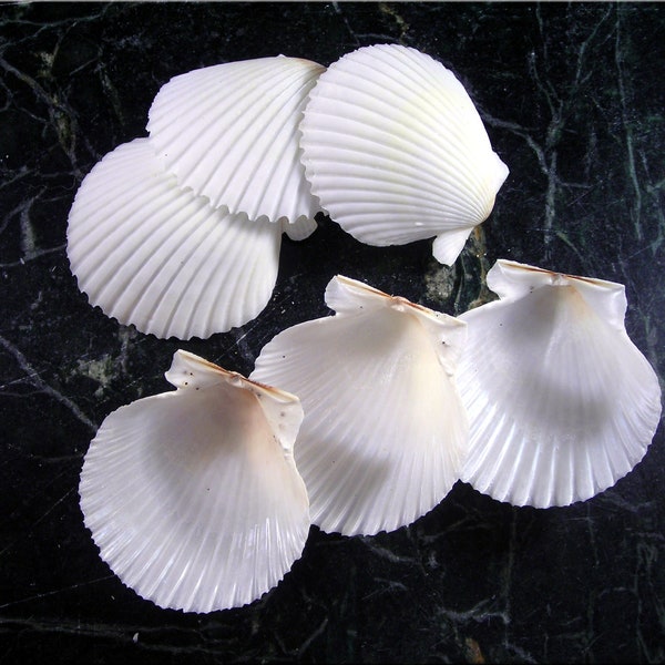 6 White Florida Scallops (about 2") Seashells for Beach Wedding Decor and Ocean Crafts