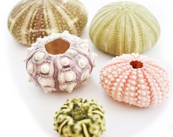 Sea Urchin Sampler: Alfonso, Sputnik, Pink, Green and Mini Sea Urchins - 5 pc