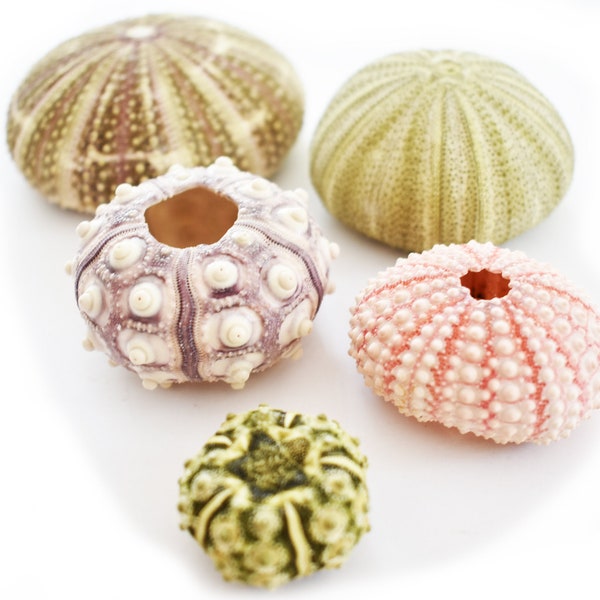 Sea Urchin Sampler: Alfonso, Sputnik, Pink, Green and Mini Sea Urchins - 5 pc
