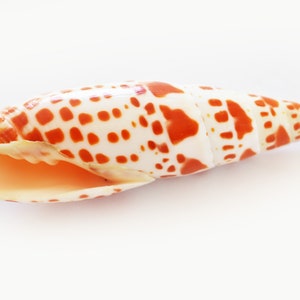 Set of 12 Episcopal Miter Shells (mitra Mitra) 3-4