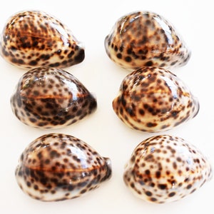 Set of 6 Tiger Cowrie Shells Seashell (2 1/2&quot;+) Cypraea Tigris Beach Crafts Nautical Coastal Decor