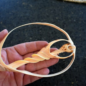 May include: A delicate, light brown seashell with a spiral shape and a large, open ring. The shell is held in a hand, showcasing its intricate details.