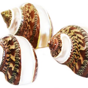 Set of 3 Banded Tapestry Turbo Shells (2" / 1" opening) Medium Hermit Crab Aquarium