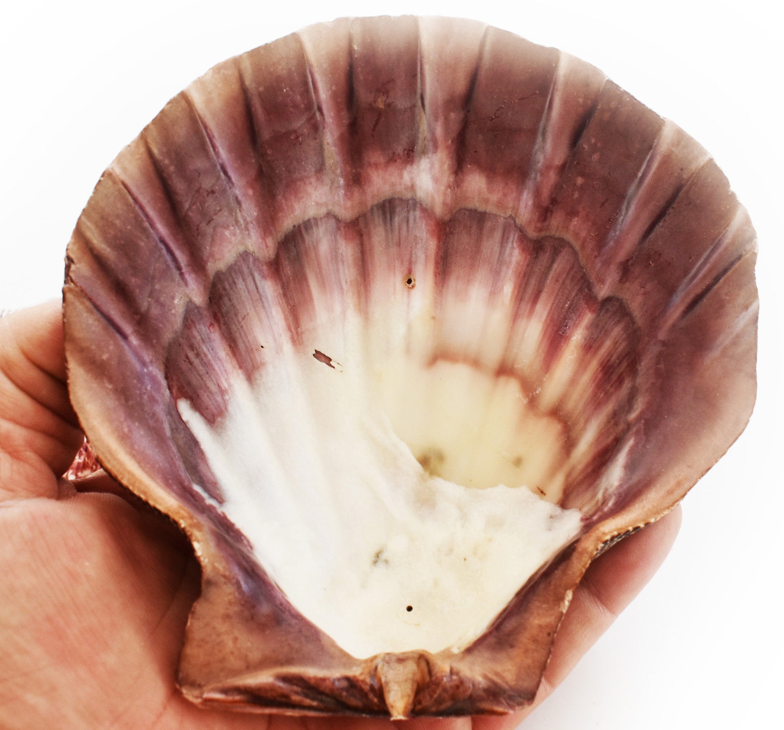 Set of 4 Large Lions Paw Scallops 56 Seashells for Etsy