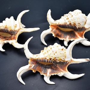 3-Pack: Beautiful Spyder Conch Shell Lambis Chiragra 4-5 Collection/Decor Air Plant Holder image 1