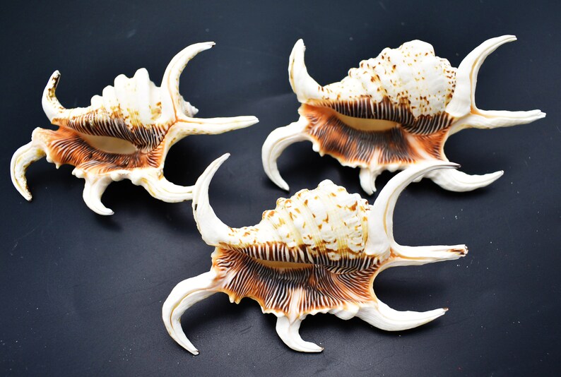 3-Pack: Beautiful Spyder Conch Shell Lambis Chiragra 4-5 Collection/Decor Air Plant Holder image 1