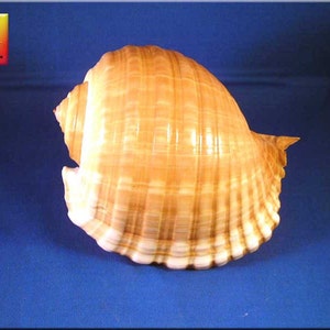 Large Tonna Cepa 5&quot; Brown Tun Shell Seashell Beach Decor Coastal Nautical Crafts