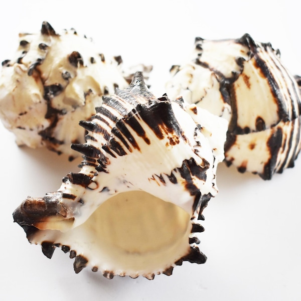 FloridaBeachWeddings - Etsy