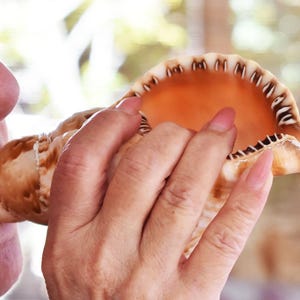 Small Triton Trumpet Seashell Horn (4-5&quot;) for Wedding Ceremonies and Coastal Decorating - Real Working Horn!
