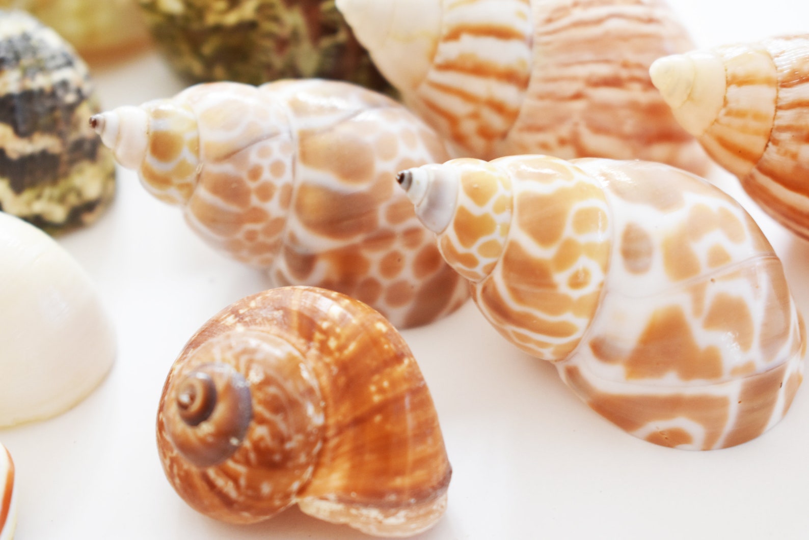 15 Hermit Crab Shells Assorted Natural Seashells SMALL to Etsy
