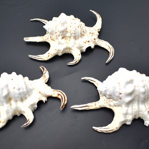 3-Pack: Beautiful Spyder Conch Shell Lambis Chiragra 4-5 Collection/Decor Air Plant Holder image 5